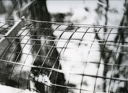 emu, from the series _inseam_