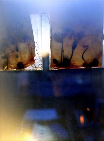 "I'm trying", from the series divine lorraine