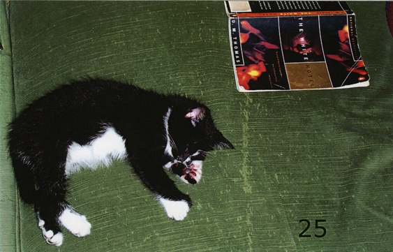 bodhi and the white hotel, from the series  _chronic perversions_