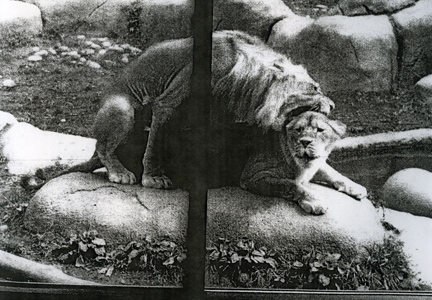 lions, from the series _inseam_
