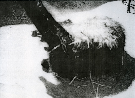 llama, from the series _inseam_