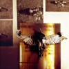 "via flaminia", from the series divine lorraine