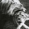 lions, from the series _inseam_