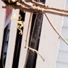 gold foil skeleton, from the series _wake me with a tallboy_