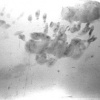 Untitled, from the series one blood