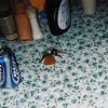 parmesan, from the series _wake me with a tallboy_