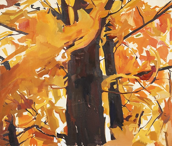 Maple