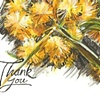 Golden Wattle
