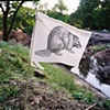 Beaver, Central Park