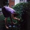 Pulling weeds
