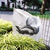 Striped skunk, Madison Square Park