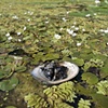 Boat 9