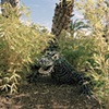 Phoenix Zoo, Arizona #2 (Christmas lights)