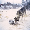 Dog at Gunflint Lake