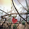 Como Zoo, St. Paul, Minnesota #3