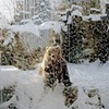 Lake Superior Zoo, Duluth, Minnesota #1