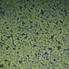 Tiszaf&uuml;red Plants