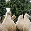 Budapest Zoo, Hungary #2