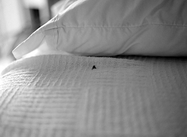 fly 