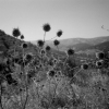 Lifta