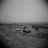 Occupied Golan Heights, Syria