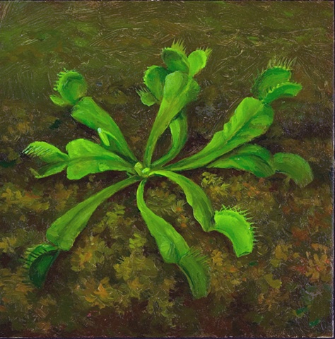 Venus Fly Trap