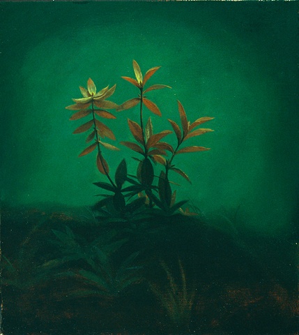 Plants