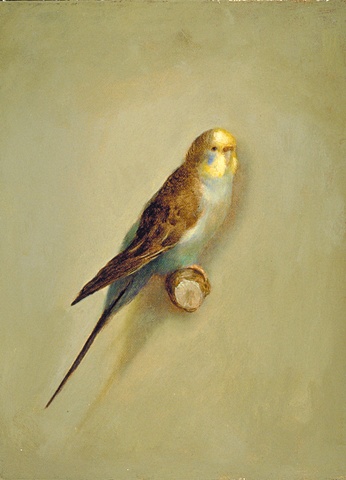 Parakeet
