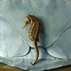 Seahorse