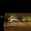 Still-Lifes