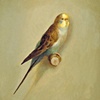 Parakeet