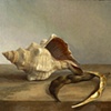 Shell and Seedpods
