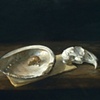 Still-Lifes
