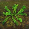 Venus Fly Trap