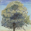 Oak Tree