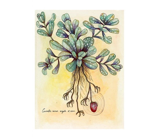 Fauna Flora (Ovum)