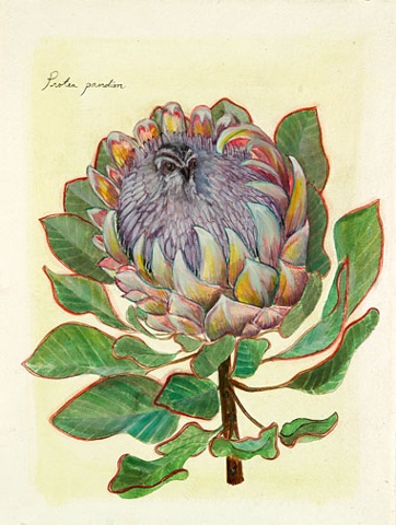 FaunaFlora (Avis caeruleus)