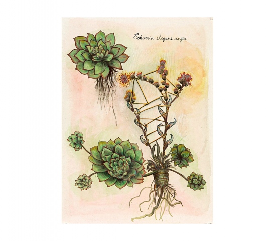 Fauna Flora (Ungus)