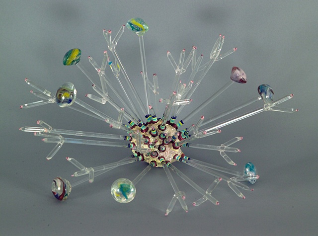 Echinus radiare (Radiating Urchin)