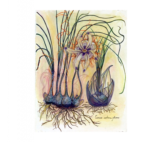 Fauna Flora (Pluma)