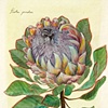 FaunaFlora (Avis caeruleus)
