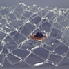 Craticula duplex (Double Matrix)