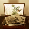 Mushroom Leaf Box
