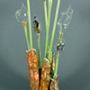 Siliqua volitare (Floating Pods)
