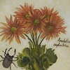 Carnivorous Beauty 4