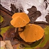 Ursus Horribilis detail