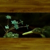 Diorama Wall, detail inset #31