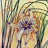 Fauna Flora (Pluma)