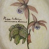 Carnivorous Beauty 3