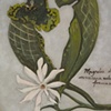 Carnivorous Beauty 5